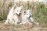 CHIEN FINNOIS DE LAPONIE 216
